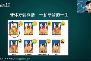 【王派】2023年口腔执业助理医师直播陪学高端班 网盘下载(48.48G)