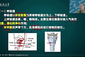 【王派】2023年主管护师直播陪学高端班 网盘下载(33.98G)