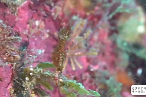 国家地理双语百科:海洋探秘 网盘下载(209.99M)