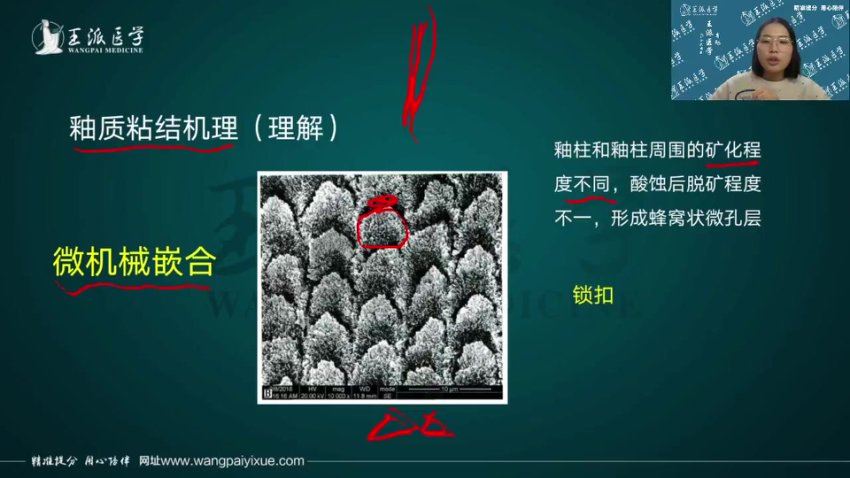 【王派】2023年口腔执业医师直播陪学高端班 网盘下载(57.17G)
