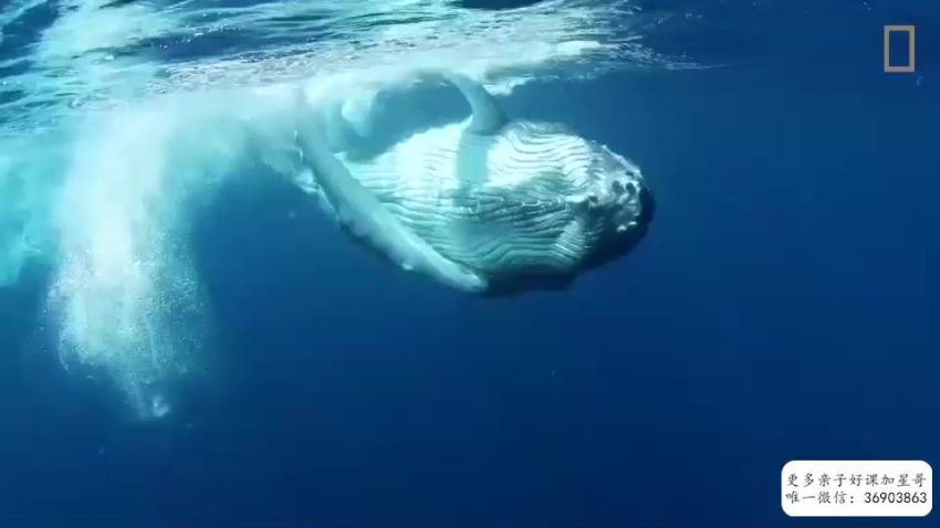 国家地理双语百科：海洋探秘 网盘下载(209.99M)
